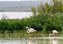 Laguna de Fuente de Piedra